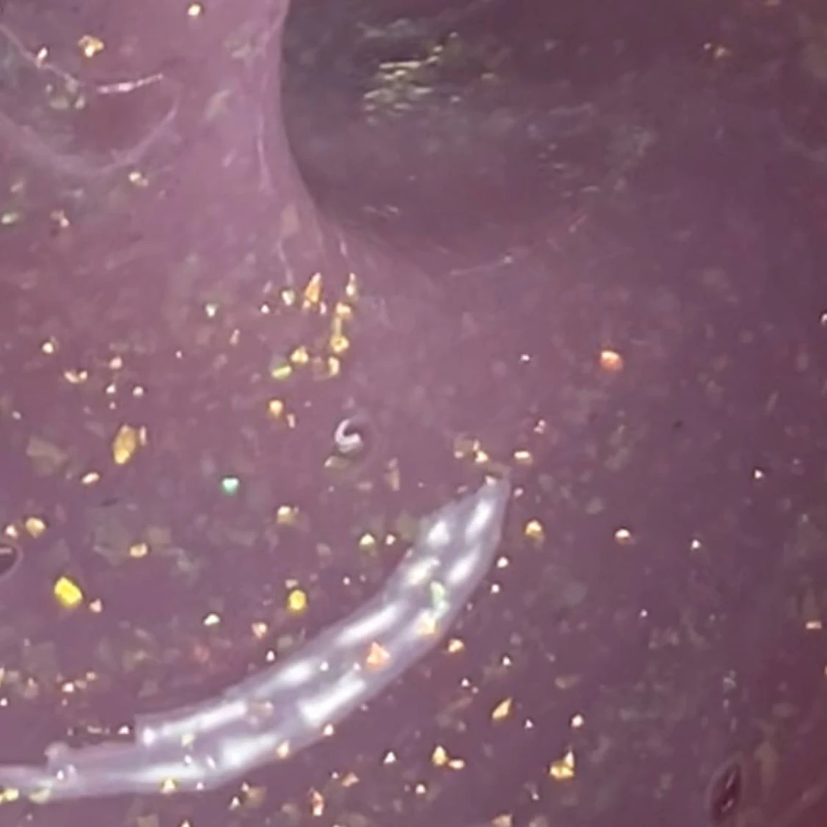 VEGA Nebula 02 – UV/LED gelis